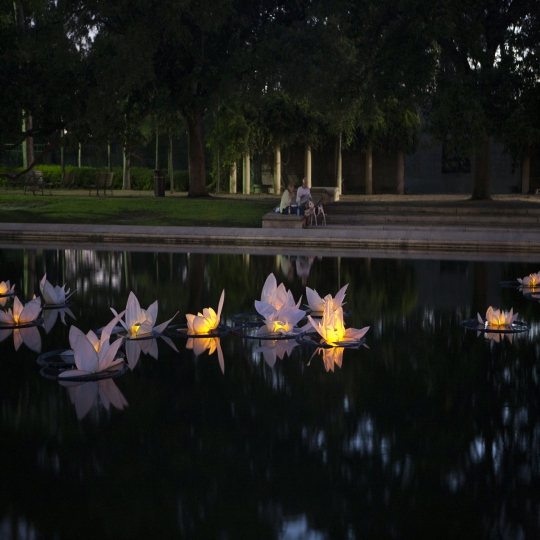 Illuminated Waterlilies